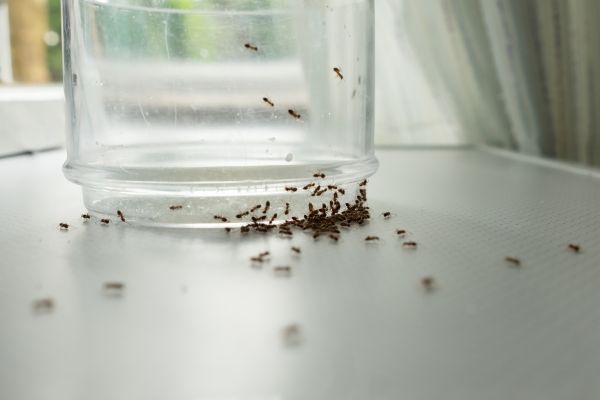 Ants Extermination Service in Dallas