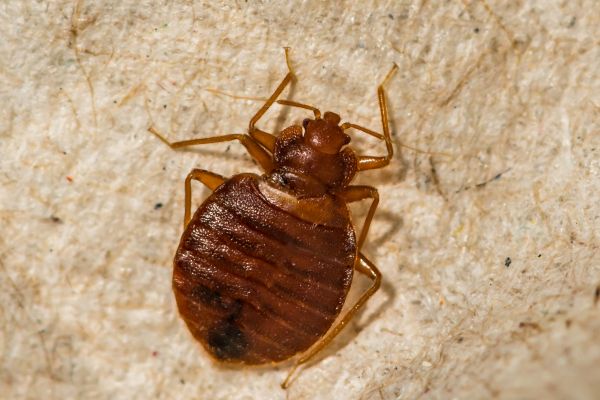 Bed Bug Inspection Service in Dallas