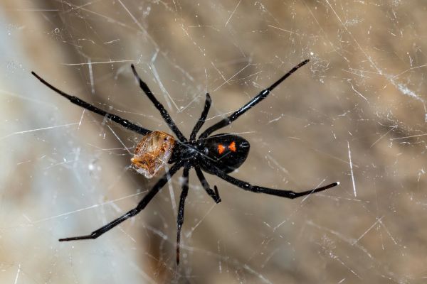 Black Widow Removal Service in Dallas