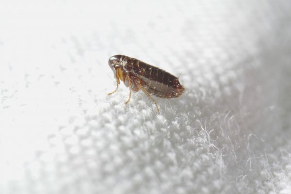 Flea Control Service in Dallas