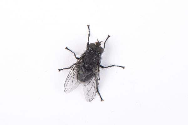 Fly Control Service in Dallas
