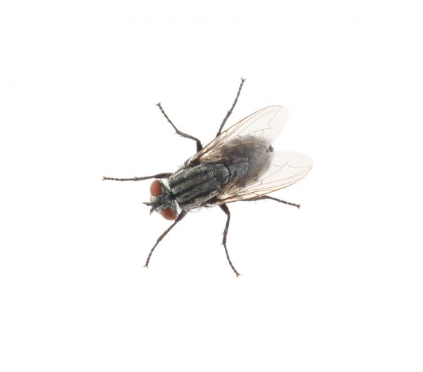 Fly Extermination Service in Dallas