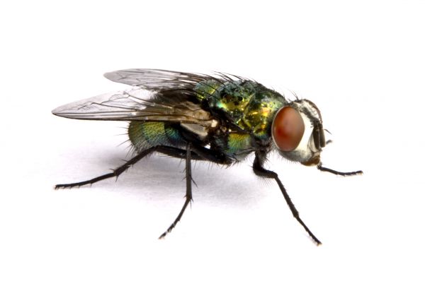 Fly Infestation Extermination Service in Dallas
