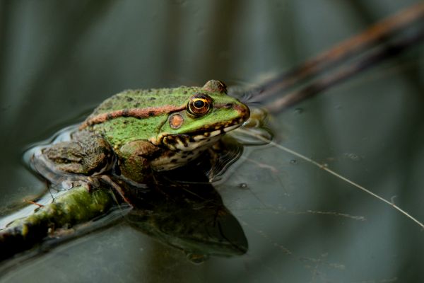 Frog Extermination Service in Dallas