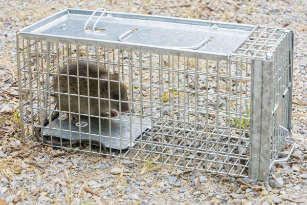 Rat Control Service in Dallas
