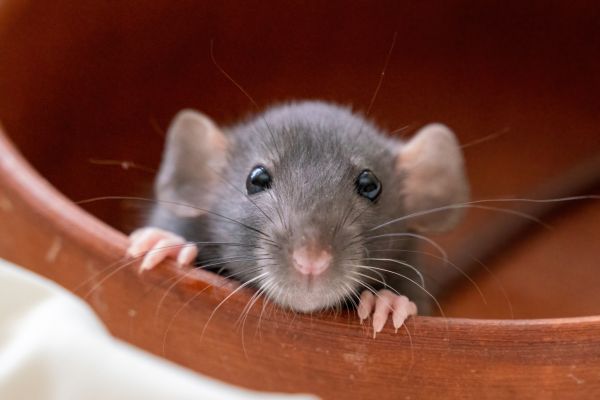 Rodent Removal Service in Dallas