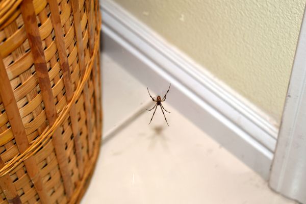 Spider Control Service in Dallas