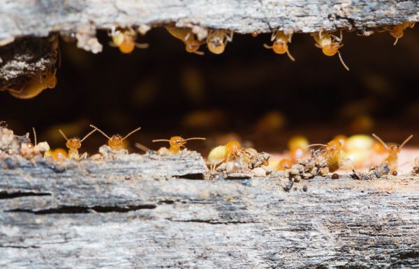 Termite Inspection Service in Dallas