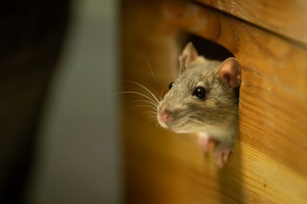 Vermin Removal Service in Dallas
