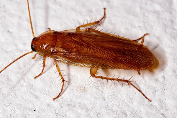 Cockroach Extermination Service in Dallas