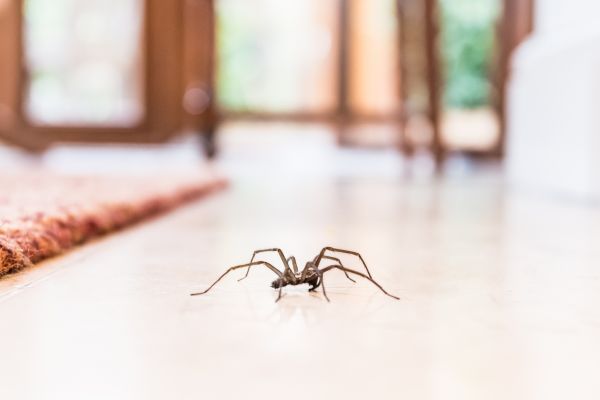 Spider Removal Service in Dallas