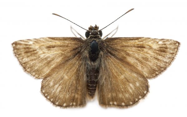 Moth Extermination Service in Dallas