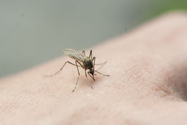 Mosquito Extermination Service in Dallas