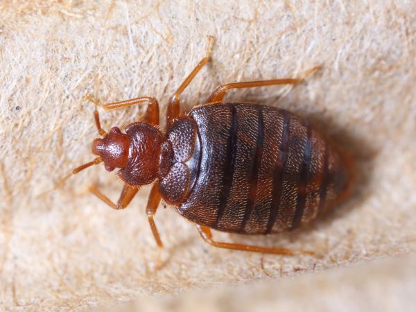 Bed Bug Removal Service in Dallas