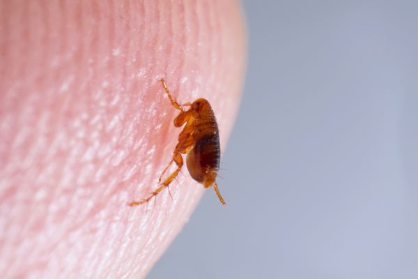 Flea Extermination Service in Dallas