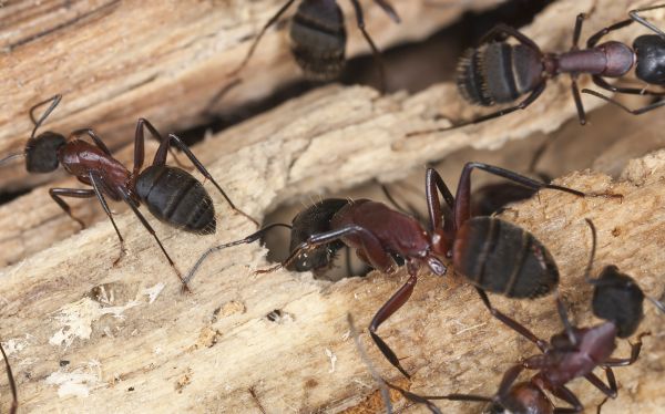 Carpenter Ant Extermination Service in Dallas