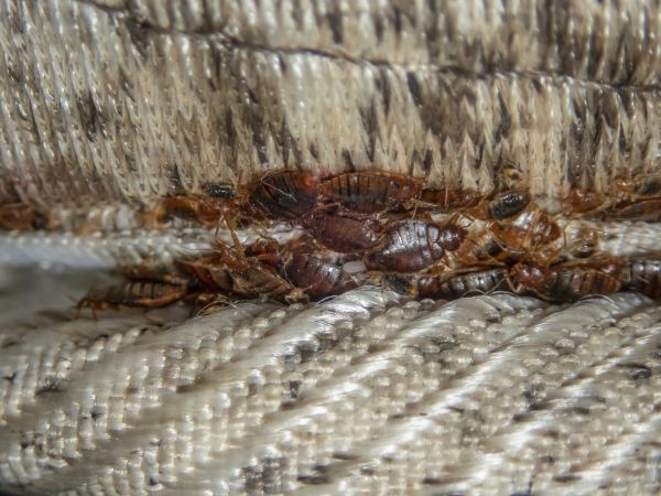 Bed Bug Fumigation Service in Dallas