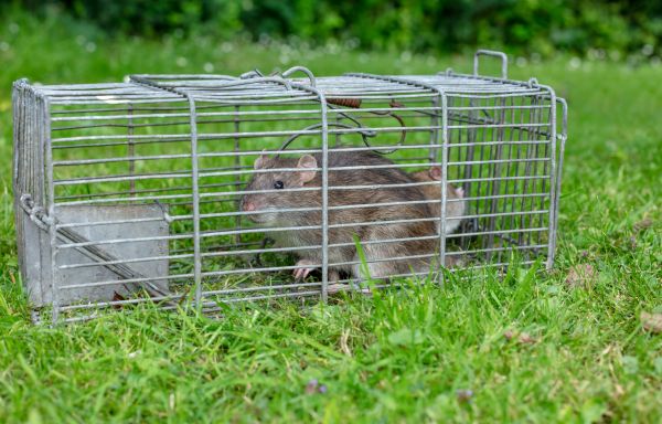 Rat Trapping Service in Dallas