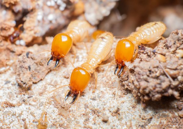 Termite Service in Dallas