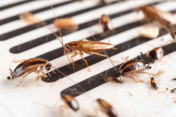 Roach Removal Service in Dallas