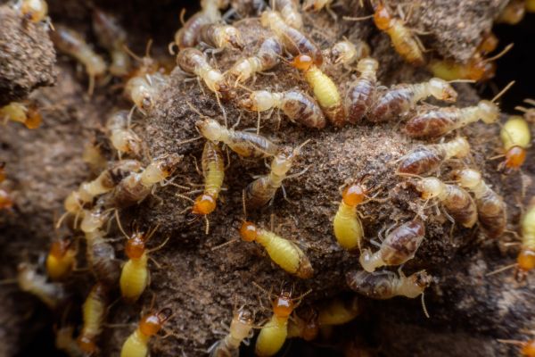 Termite Treatment Service in Dallas