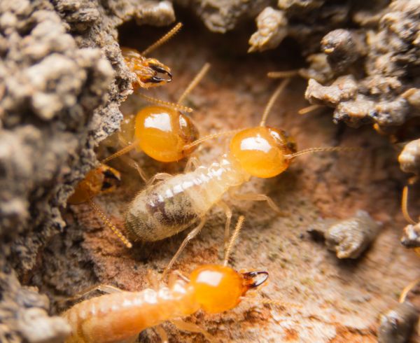 Termite Fumigation Service in Dallas