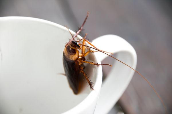 Roach Extermination Service in Dallas