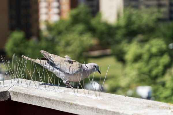 Commercial Bird Control Service