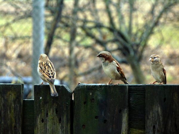 Commercial Bird Removal Service in Dallas
