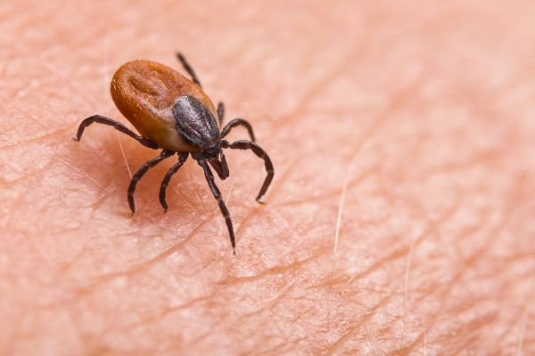 Tick Control Service in Dallas
