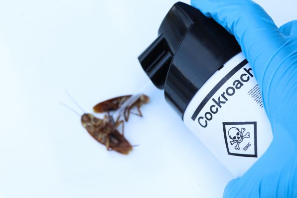 Cockroach Control Service in Dallas