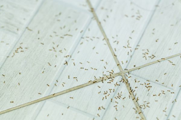 Ant Control Service in Dallas