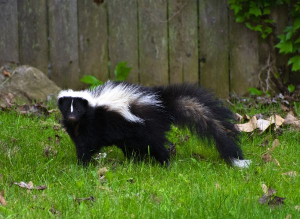 Skunk Removal Service in Dallas