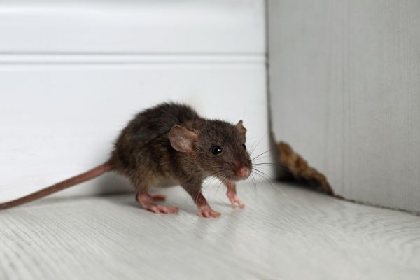 Rodent Control Service in Dallas