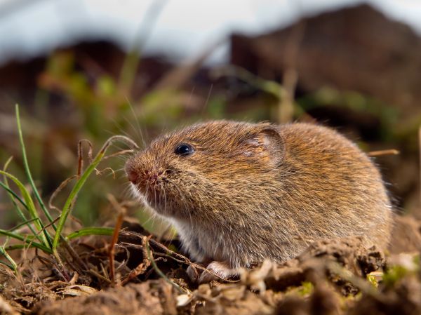 Voles Extermination Service in Dallas