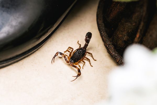 Scorpion Extermination Service in Dallas