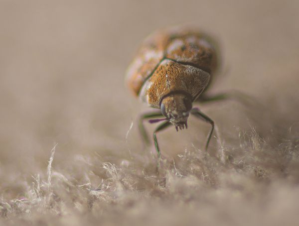 Carpet Beetle Extermination Service in Dallas