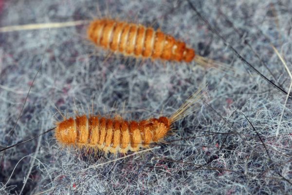 Carpet Beetle Removal Service in Dallas