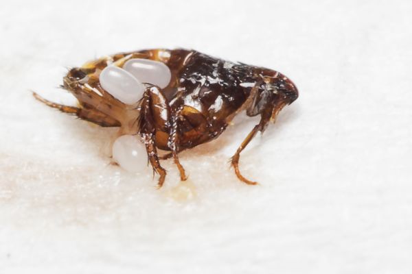 Flea Removal Service in Dallas