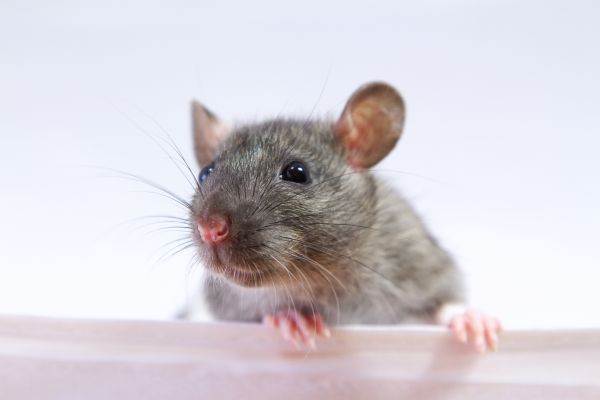 Rat Infestation Removal Service in Dallas