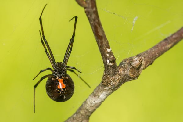 Black Widow Extermination Service in Dallas