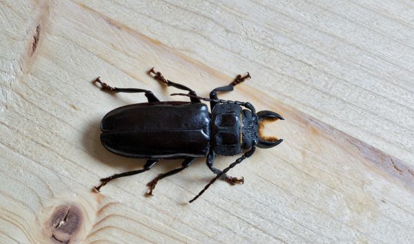 Beetle Removal Service in Dallas
