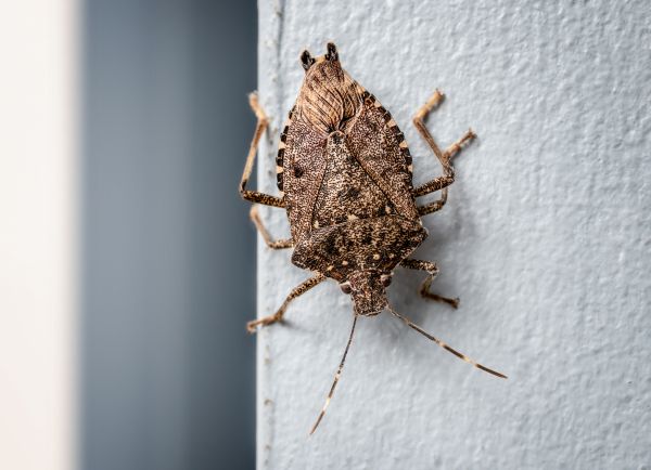 Stinkbug Removal Service in Dallas