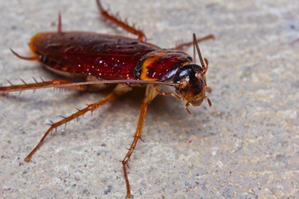 Cockroach Fumigation Service in Dallas