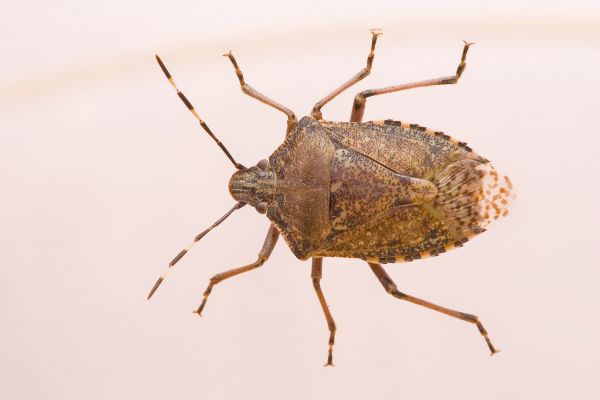 Stinkbug Extermination Service in Dallas