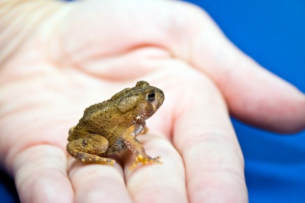 Toad Extermination Service in Dallas