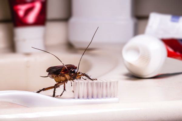 Roach Infestation Control Service in Dallas