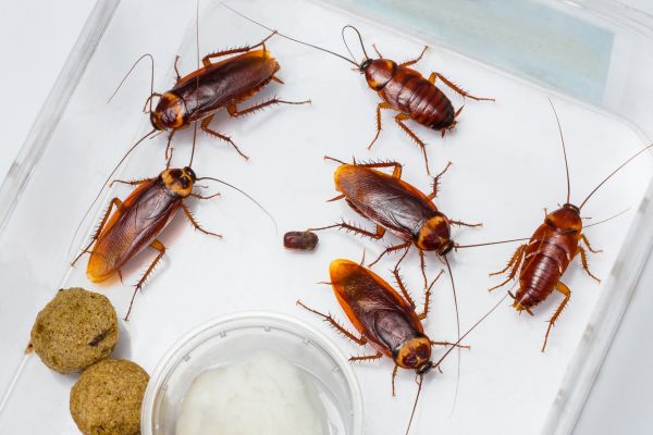 Roach Infestation Treatment Service in Dallas