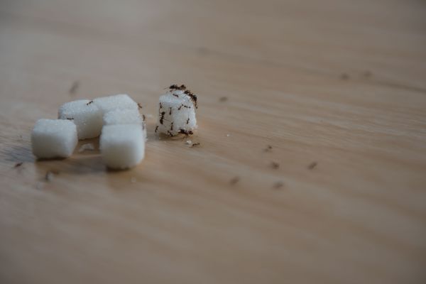 Sugar Ant Extermination Service in Dallas