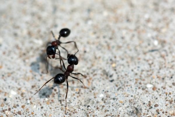 Black Ant Extermination Service in Dallas